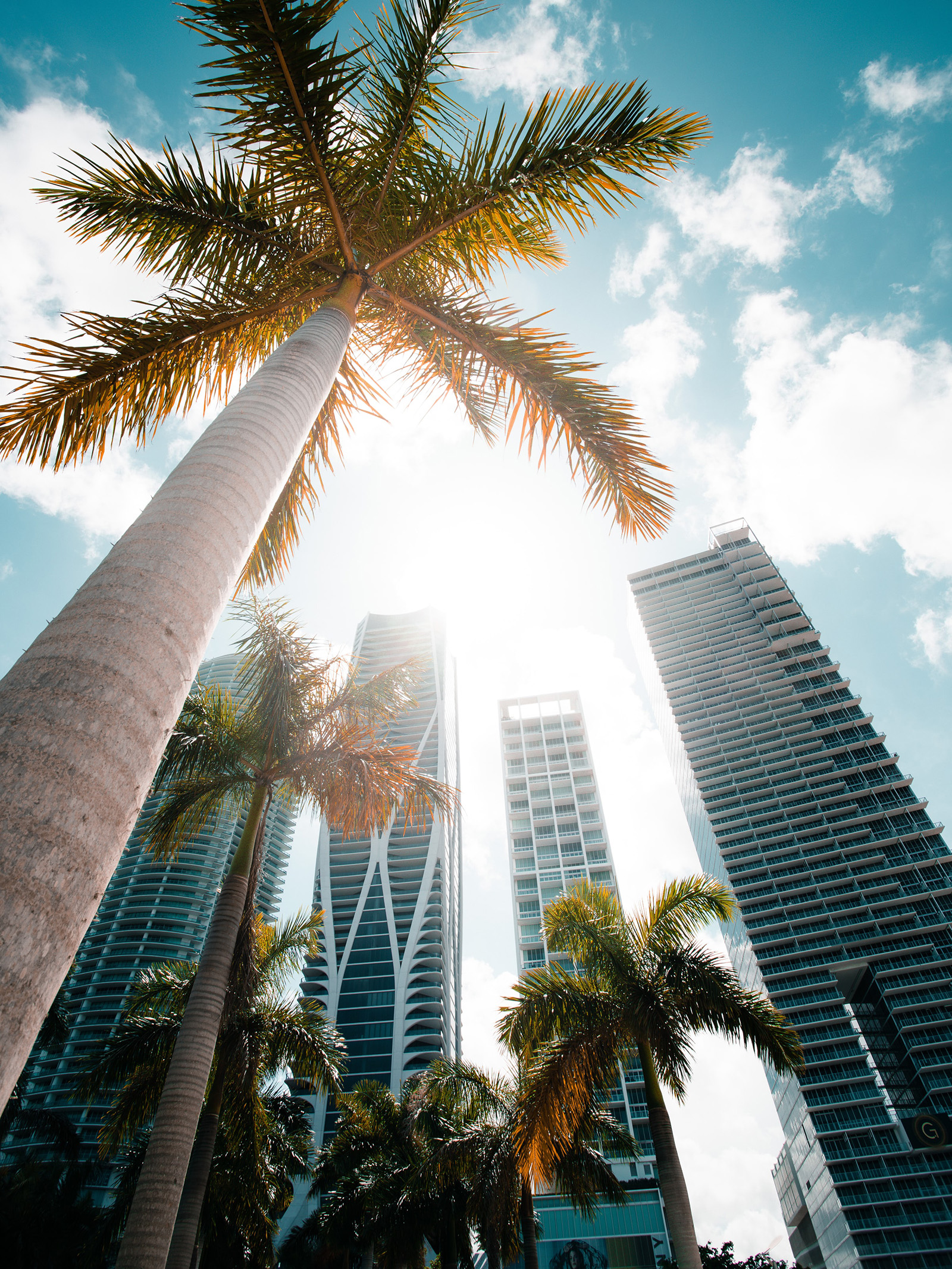 Palmen und Skyline von Florida. Urlaub in den USA mit AurumTours.